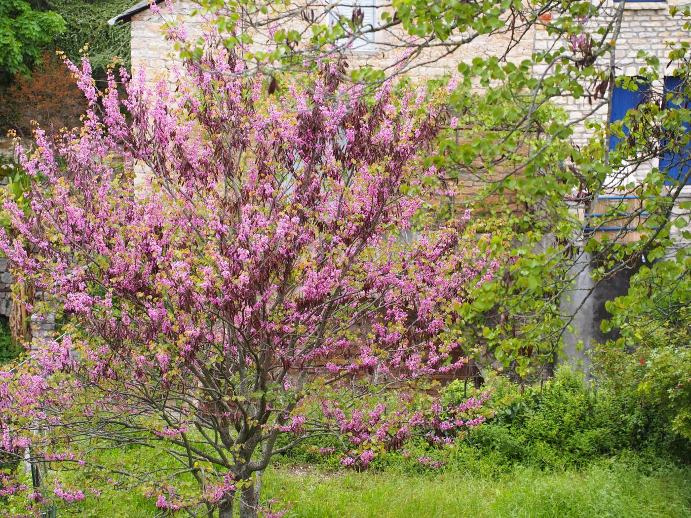 Judas Tree plant